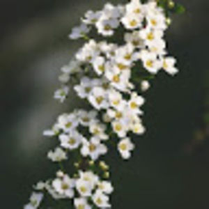 Meet your Posher, Amaree